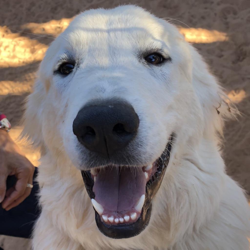 Blossom - Great Pyrenees / Mixed