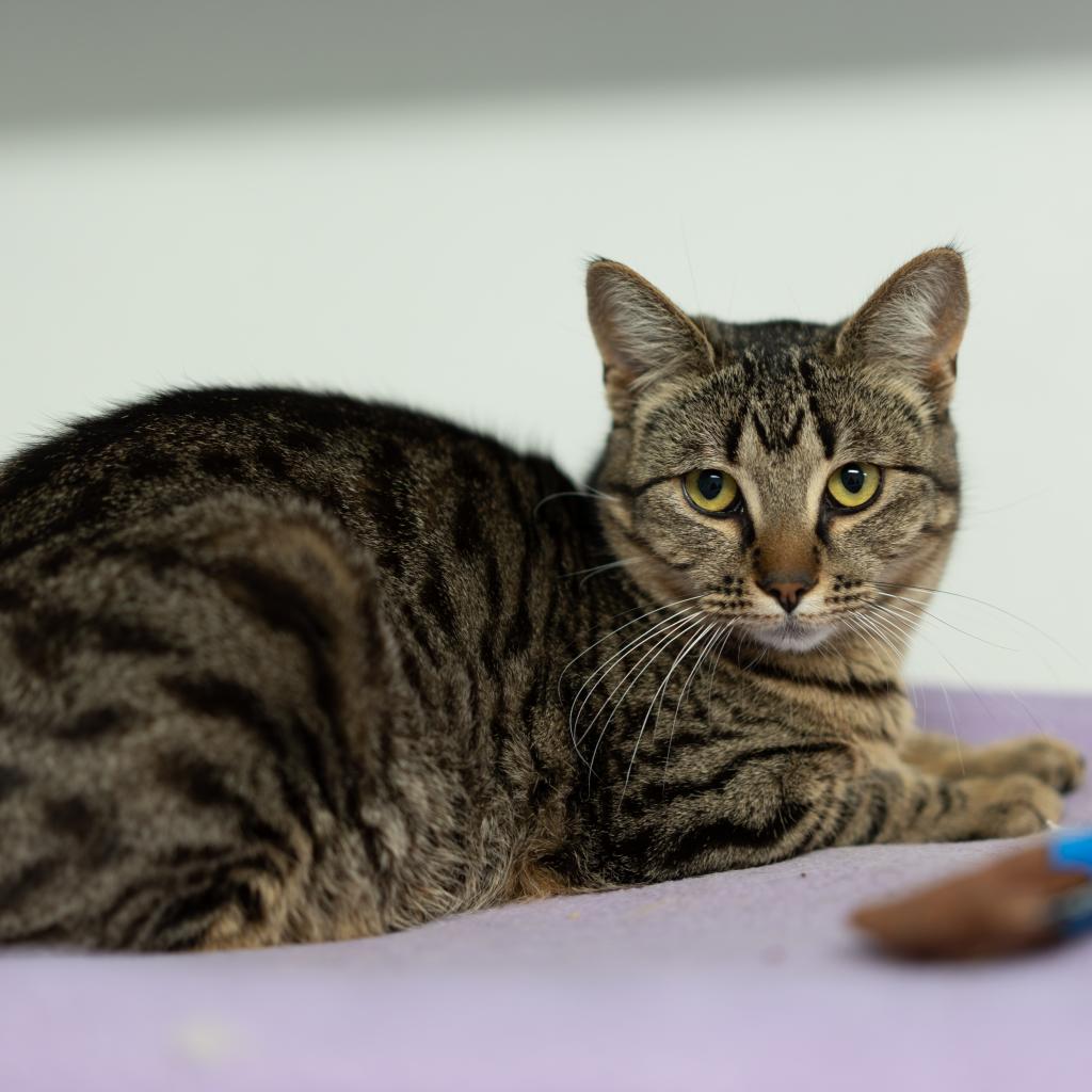 Adoptable Female Female
