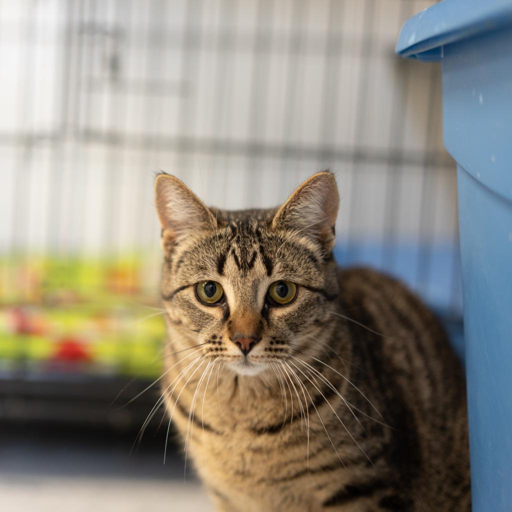 Adoptable Female Female