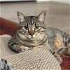 adoptable Cat in kanab, UT named Binns