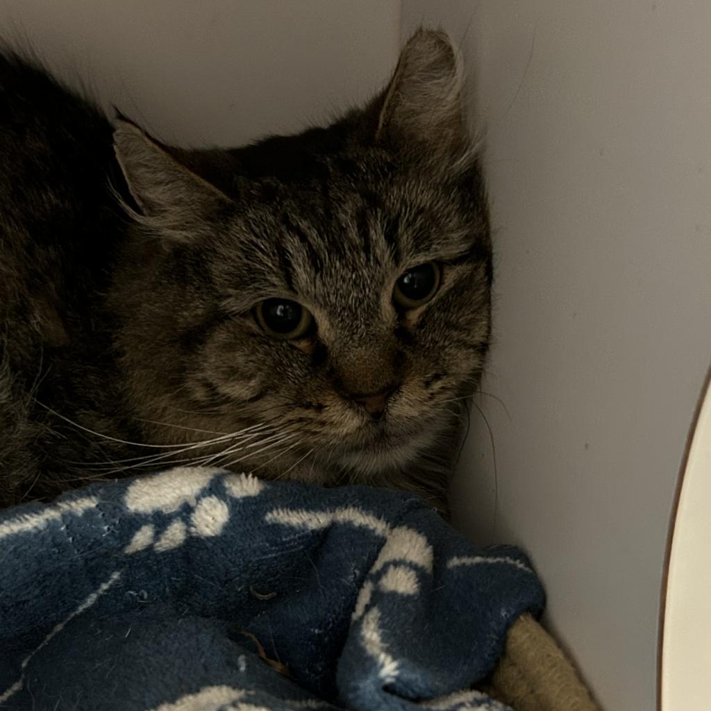 Adoptable Female Female