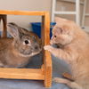 adoptable Rabbit in Kanab, UT named Wasabi