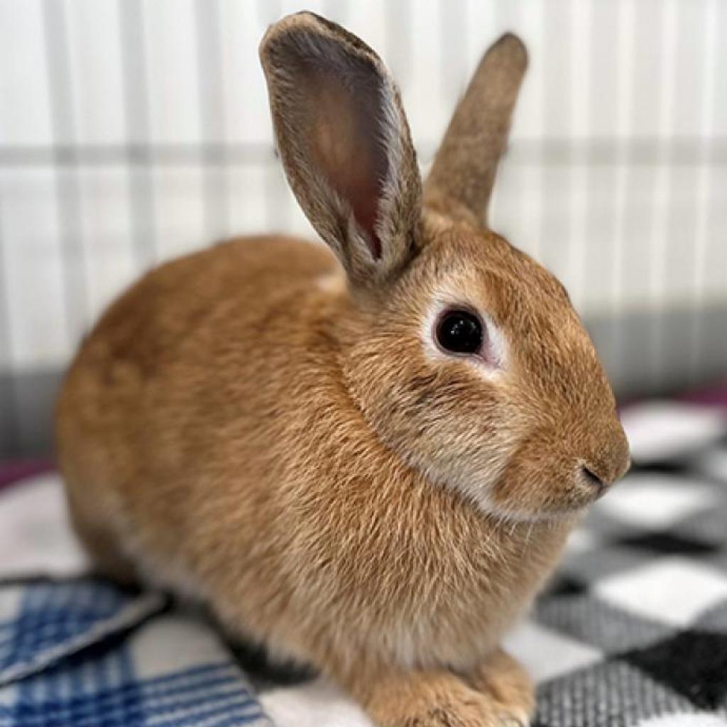 adoptable Rabbit in Kanab, UT named Ginger