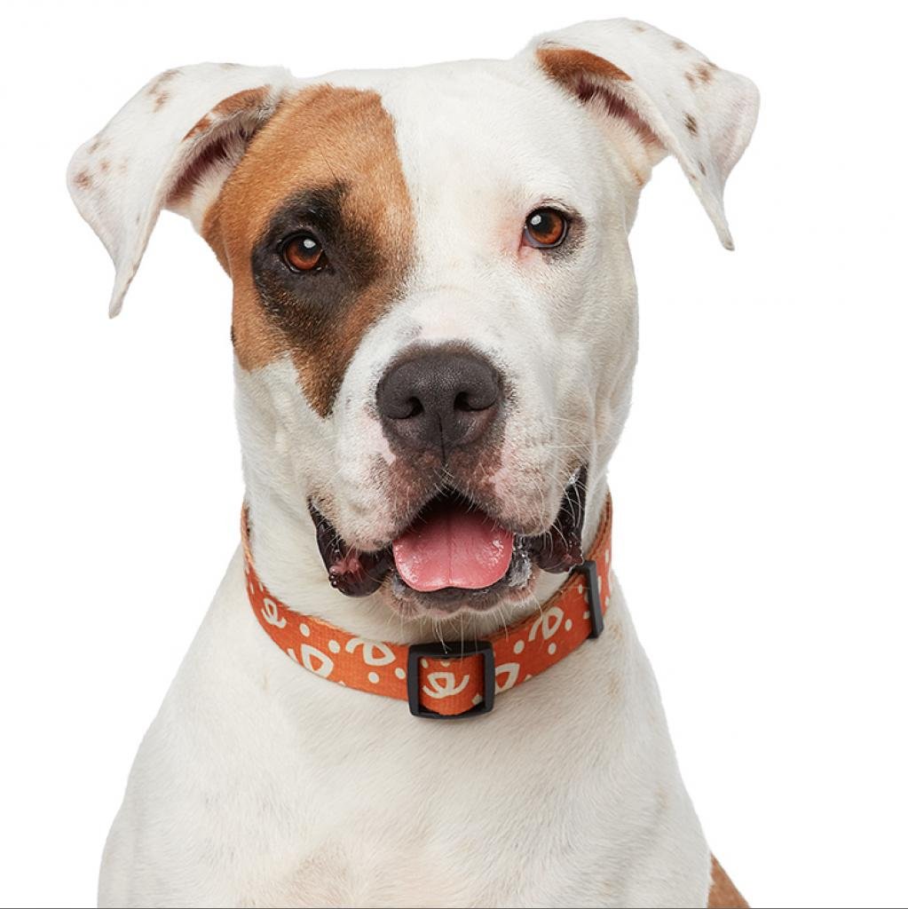 Stickers - Boxer / American Staffordshire Terrier / Mixed