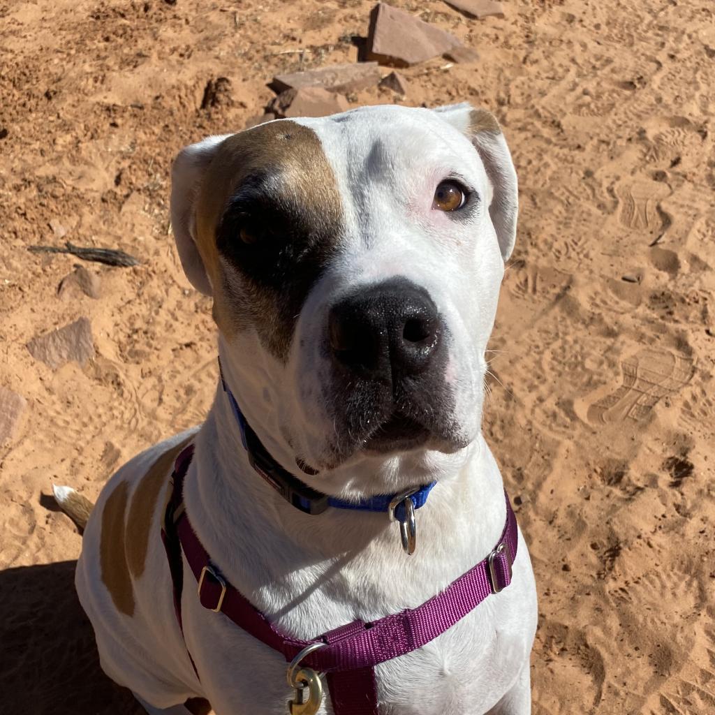 Adoptable Female Female