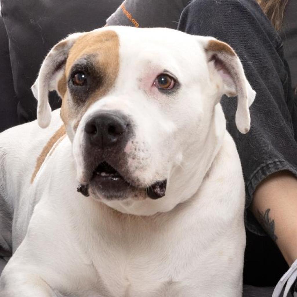 Adoptable Female Female