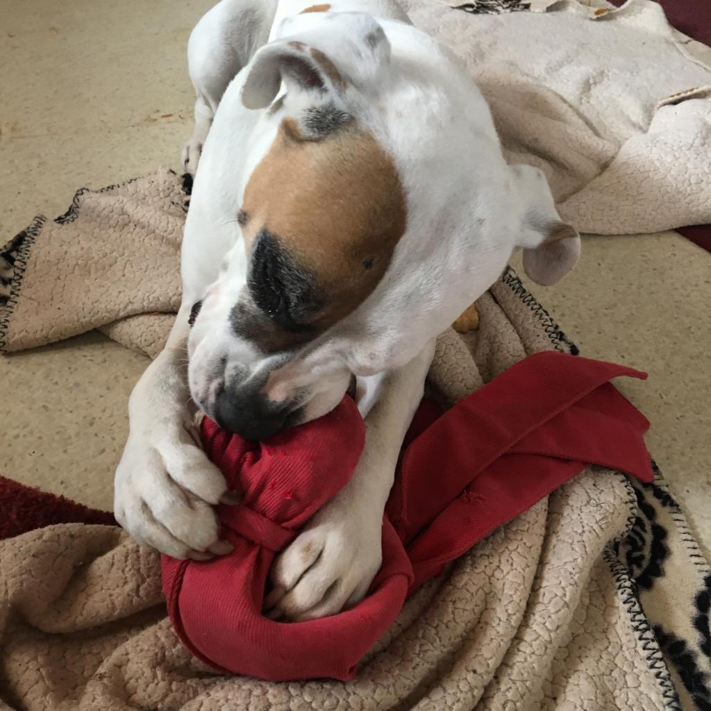 Adoptable Female Female