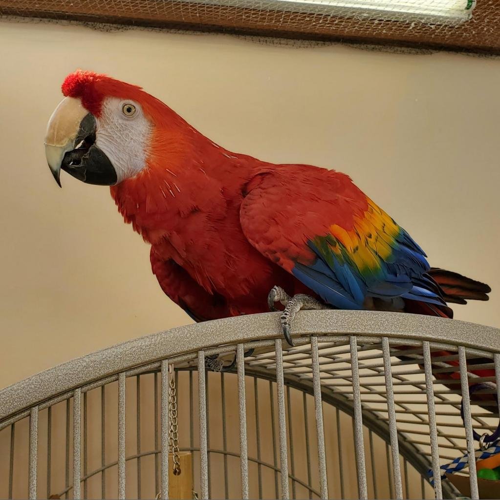 Grace - Macaw