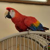 adoptable Bird in Kanab, UT named Grace