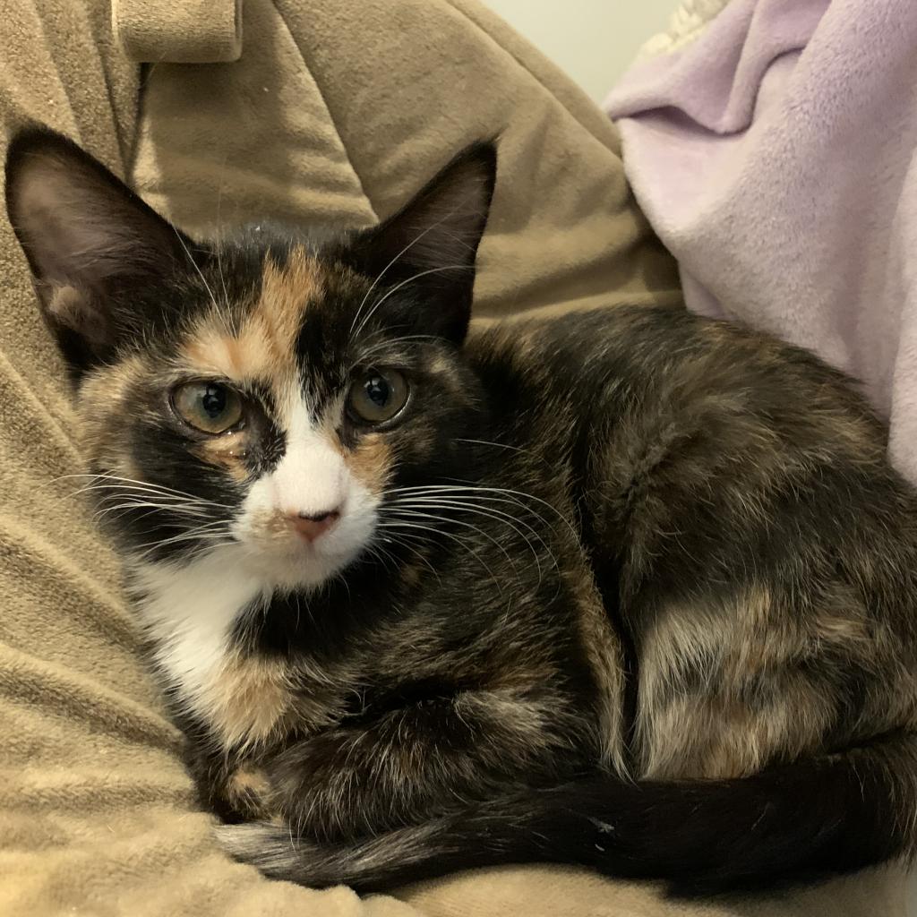 Adoptable Female Female