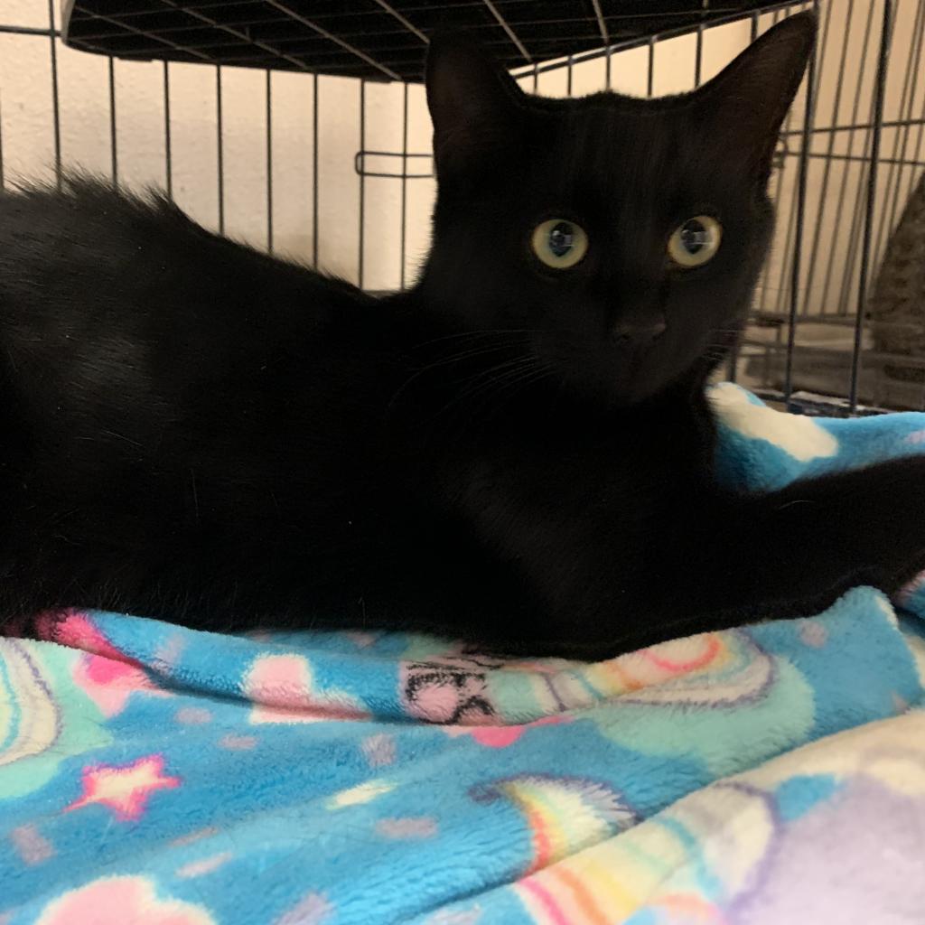Vindaloo - Domestic Short Hair