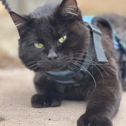 Poly, an adoptable Domestic Short Hair in Kanab, UT