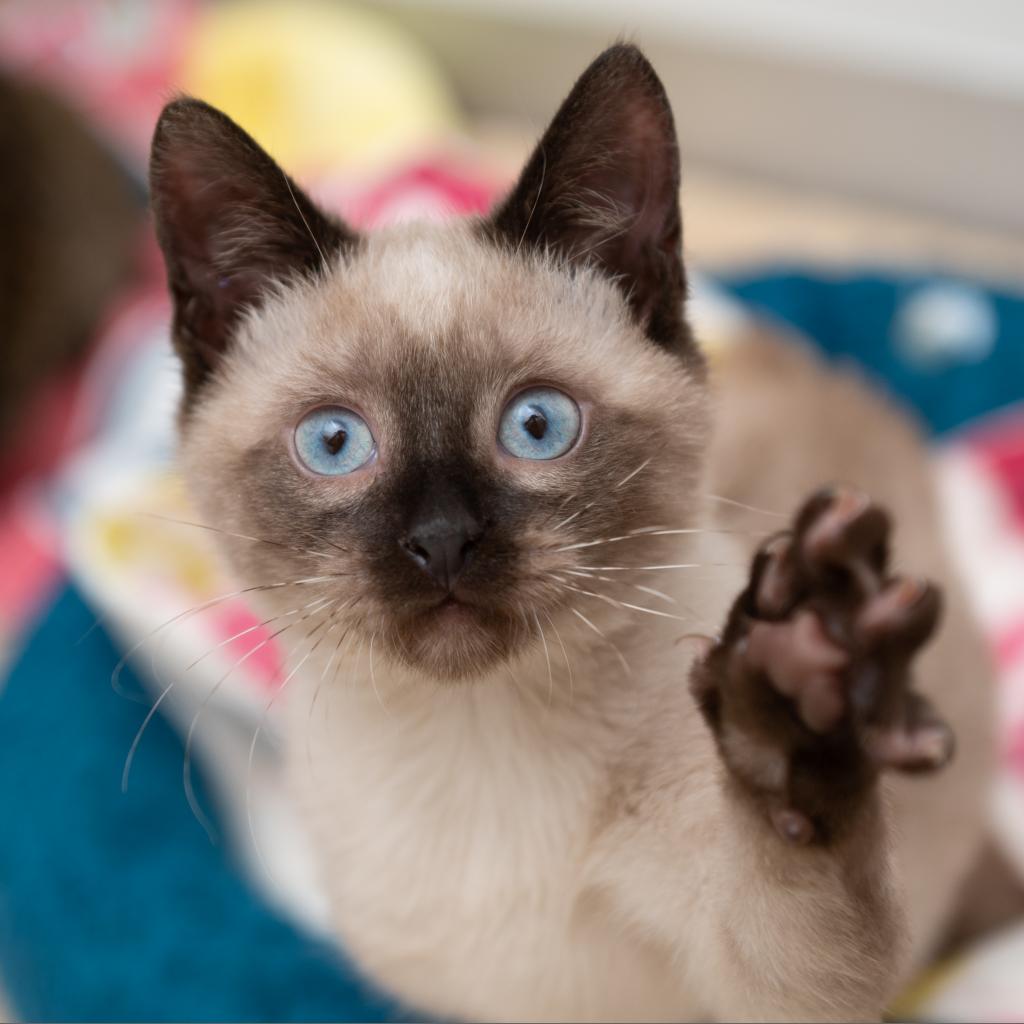 Adoptable Male Male