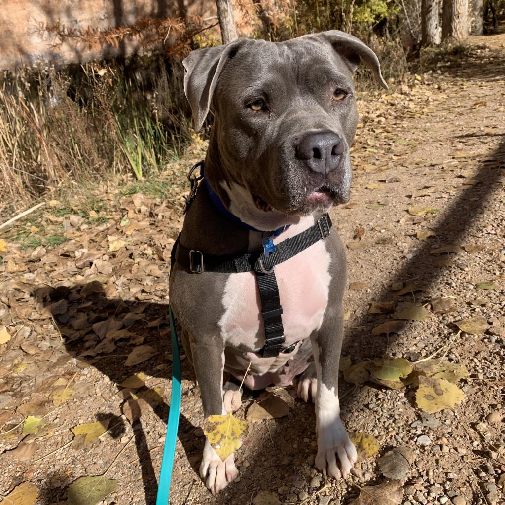 Adoptable Female Female