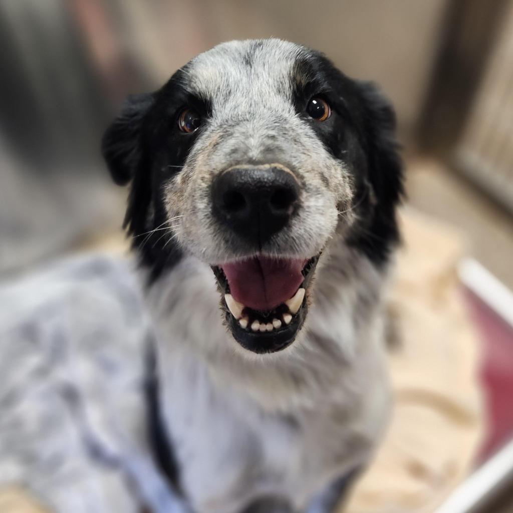 Adoptable Dogs Best Friends Animal ...