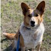 adoptable Dog in kanab, UT named Percy
