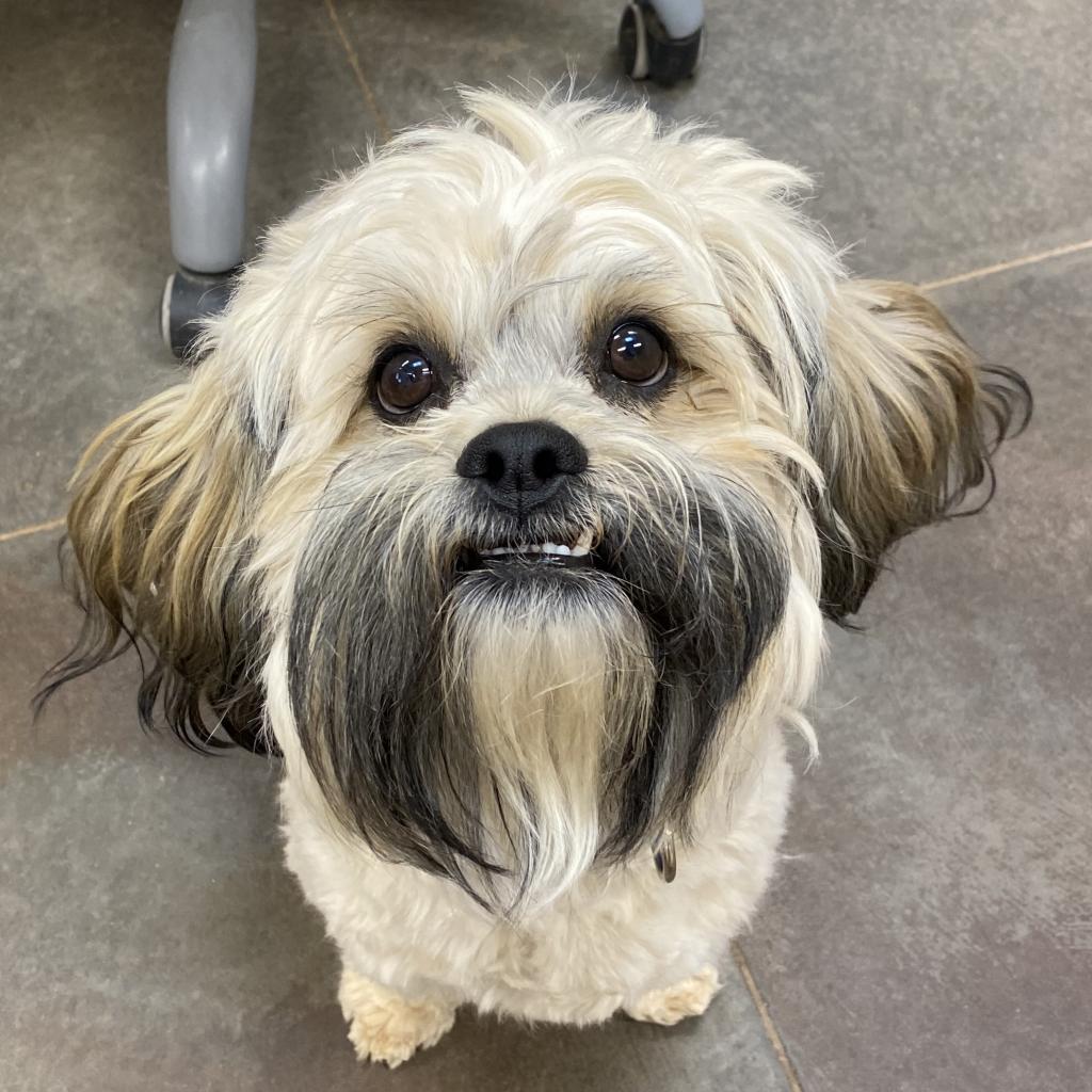 Dog for Adoption - Mooch, a Lhasa Apso in Kanab, UT | Alpha Paw