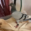 adoptable Bird in Kanab, UT named Sterling 273