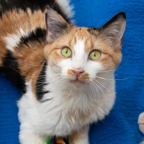 Dolly, an adoptable Domestic Short Hair in Kanab, UT