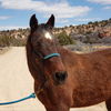 adoptable Horse in Kanab, UT named Clint