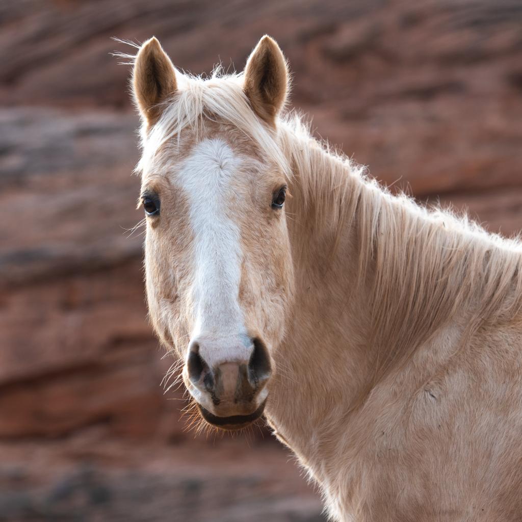 Gertie - Quarterhorse