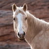 adoptable Horse in  named Gertie