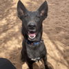 adoptable Dog in Kanab, UT named Mowgli