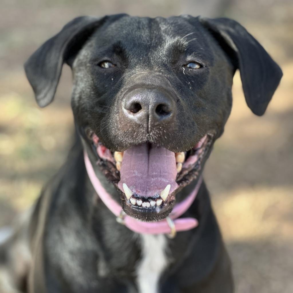 Lizzie Shelby - Black Labrador Retriever / Pit Bull Terrier / Mixed