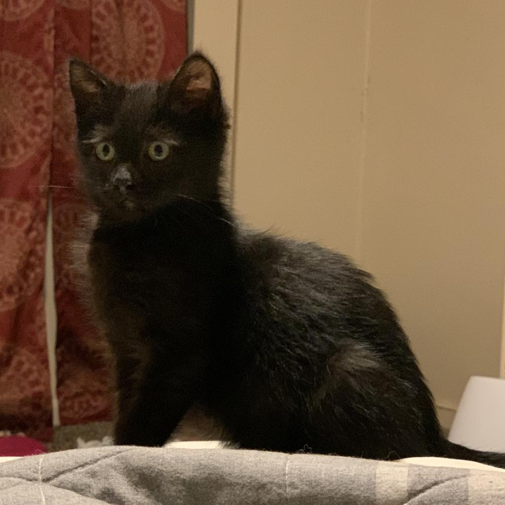 Greenbean - Domestic Short Hair