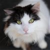 adoptable Cat in kanab, UT named Precious