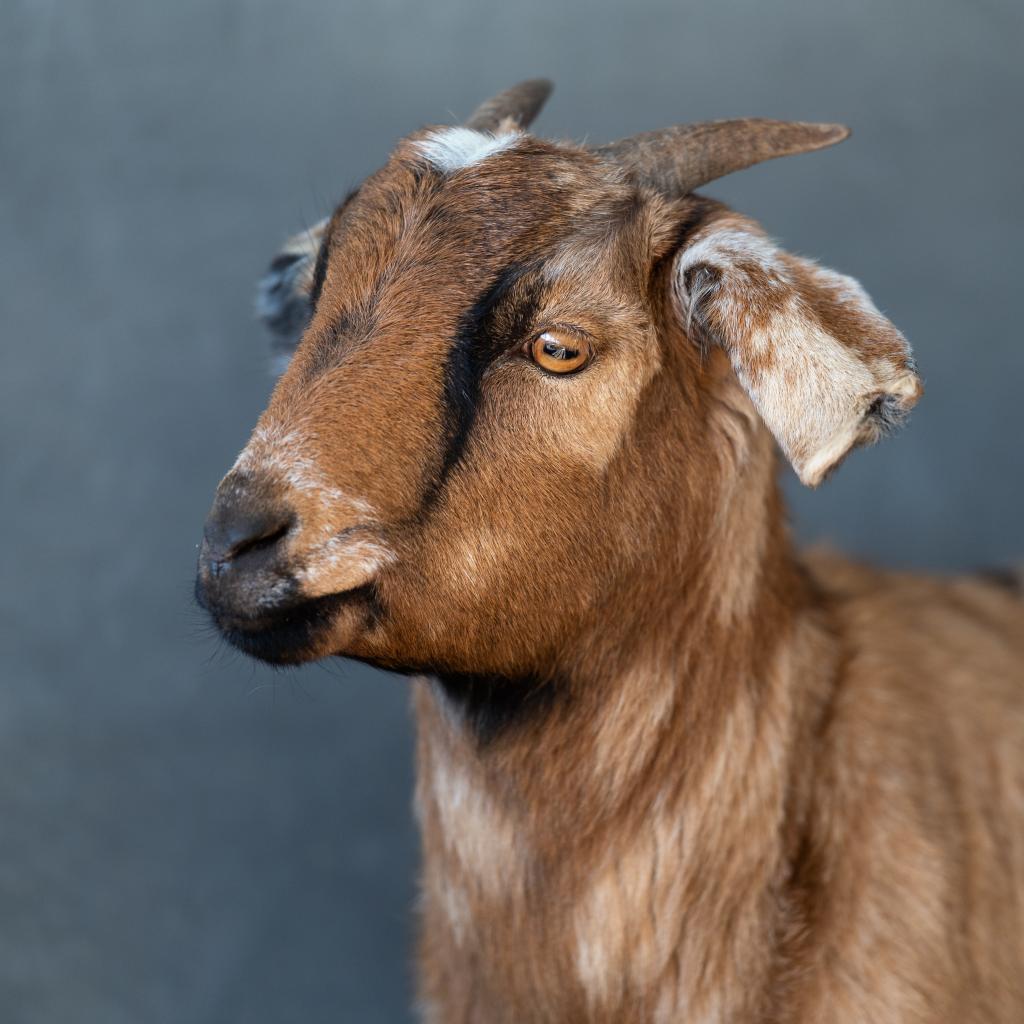 Adoptable Female Female