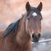 adoptable Horse in Kanab, UT named Doxy