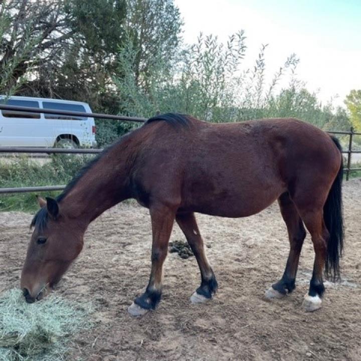 adoptable Horse in Kanab, UT named Jasmin