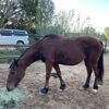 adoptable Horse in  named Jasmin
