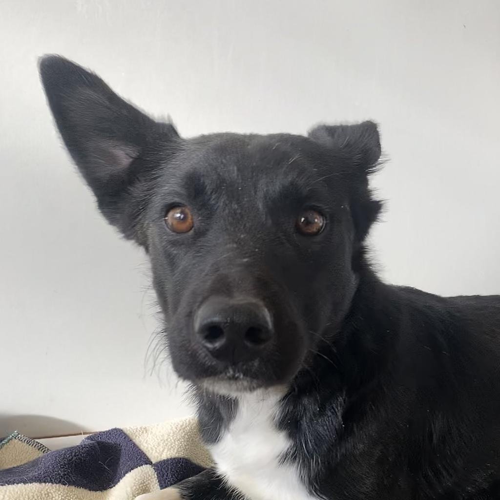 Cheese Curd - Border Collie / Cattle Dog / Mixed