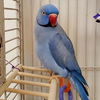 adoptable Bird in Kanab, UT named Desmond