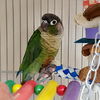 adoptable Bird in  named Mocha