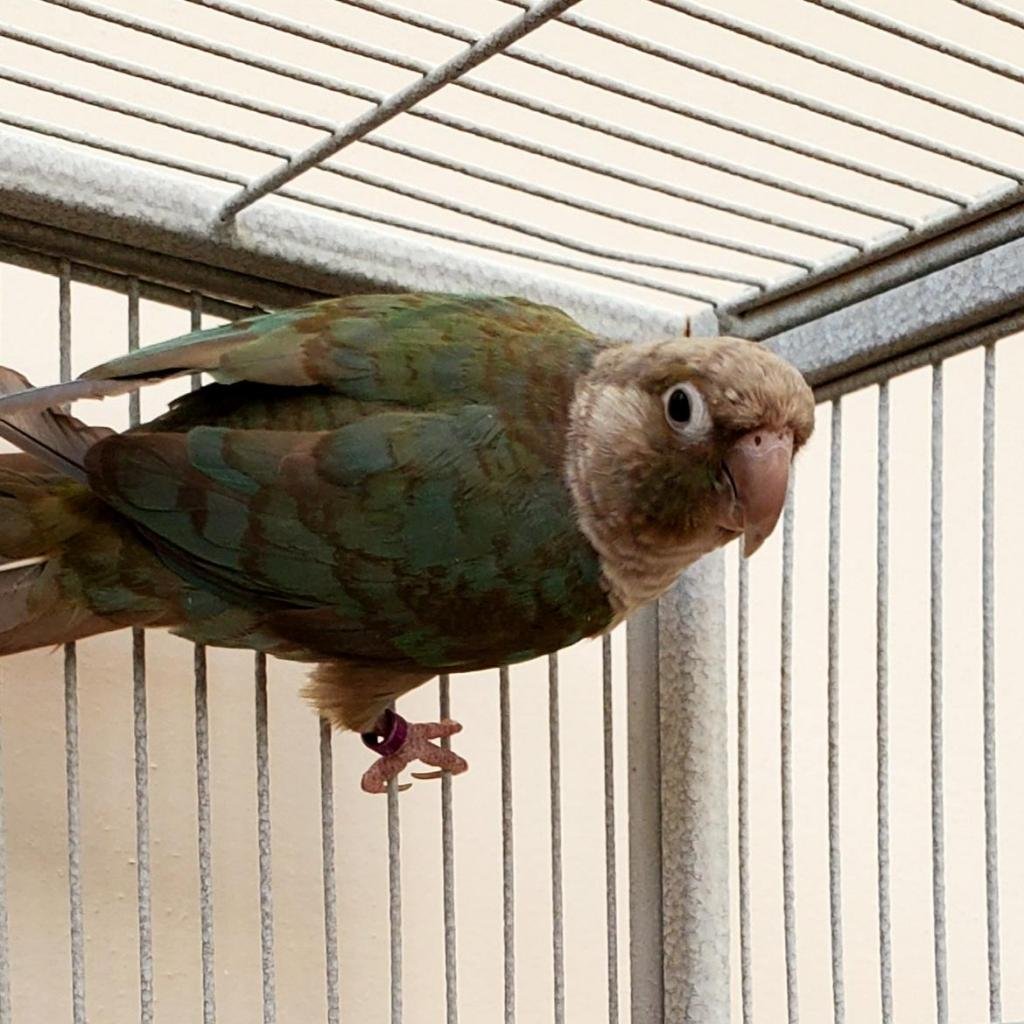 Peppermint - Conure