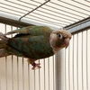 adoptable Bird in  named Peppermint