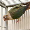 adoptable Bird in  named Matcha