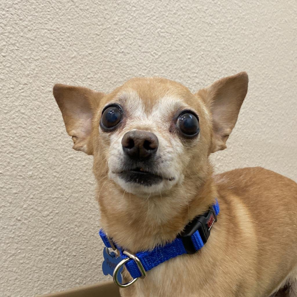 Pepper - Chihuahua