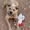 adoptable Dog in Kanab, UT named Venus