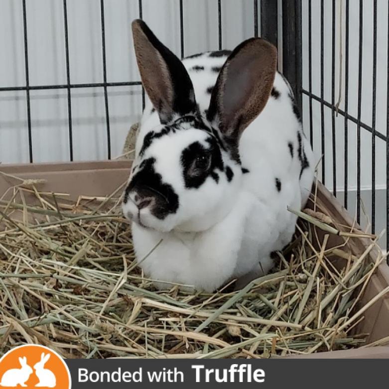 Rabbits for Adoption | Best Friends Animal Society - Save Them All