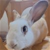 adoptable Rabbit in kanab, UT named Polaris