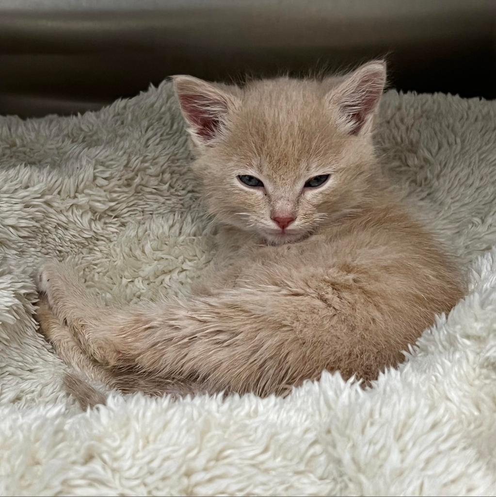Canelo - Domestic Short Hair