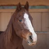 adoptable Horse in  named Rudy