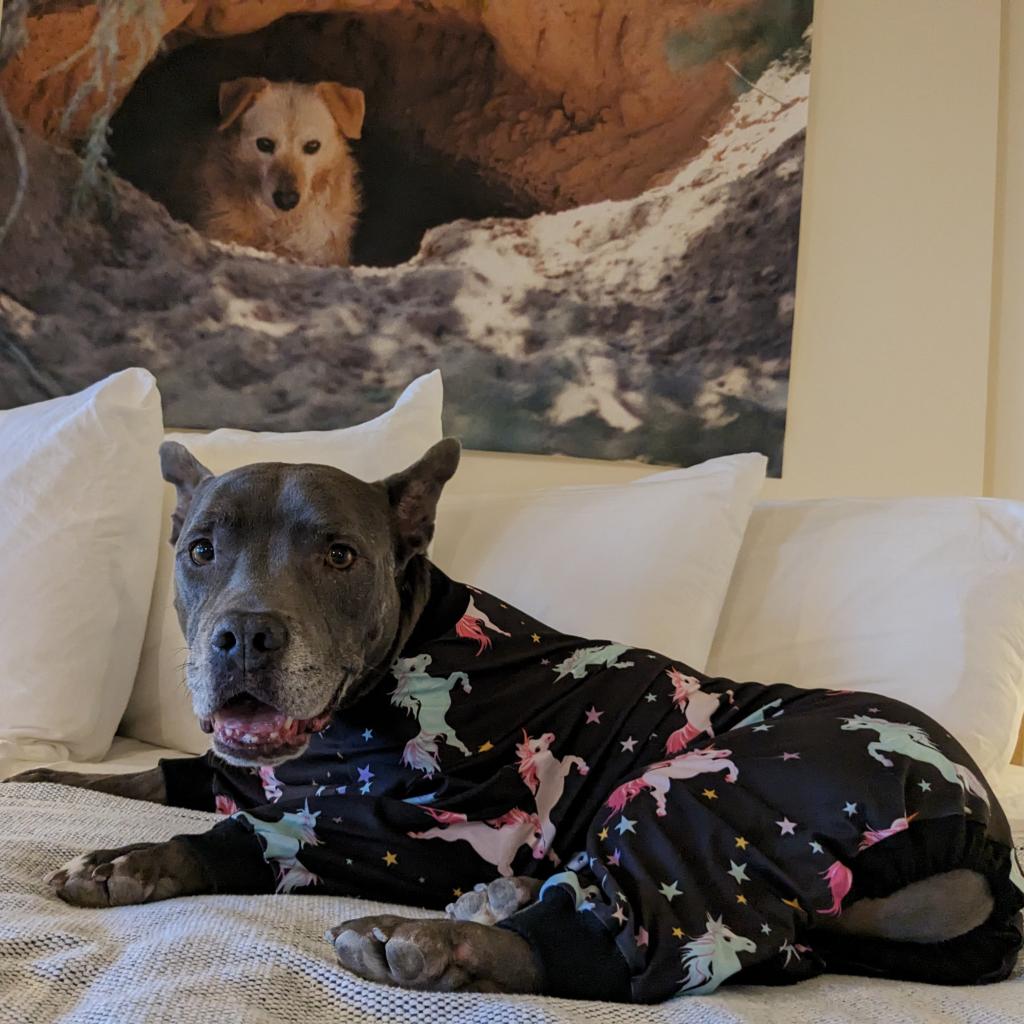 Adoptable Male Male