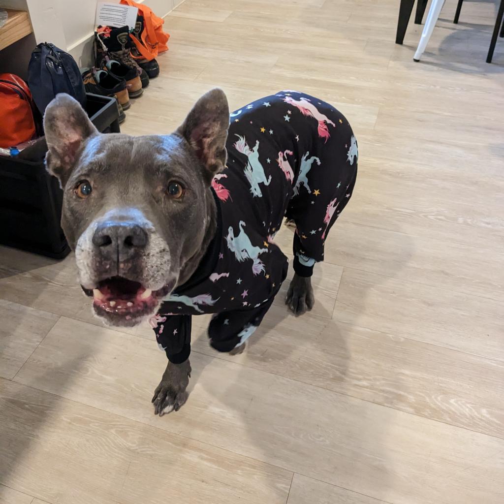 Adoptable Male Male