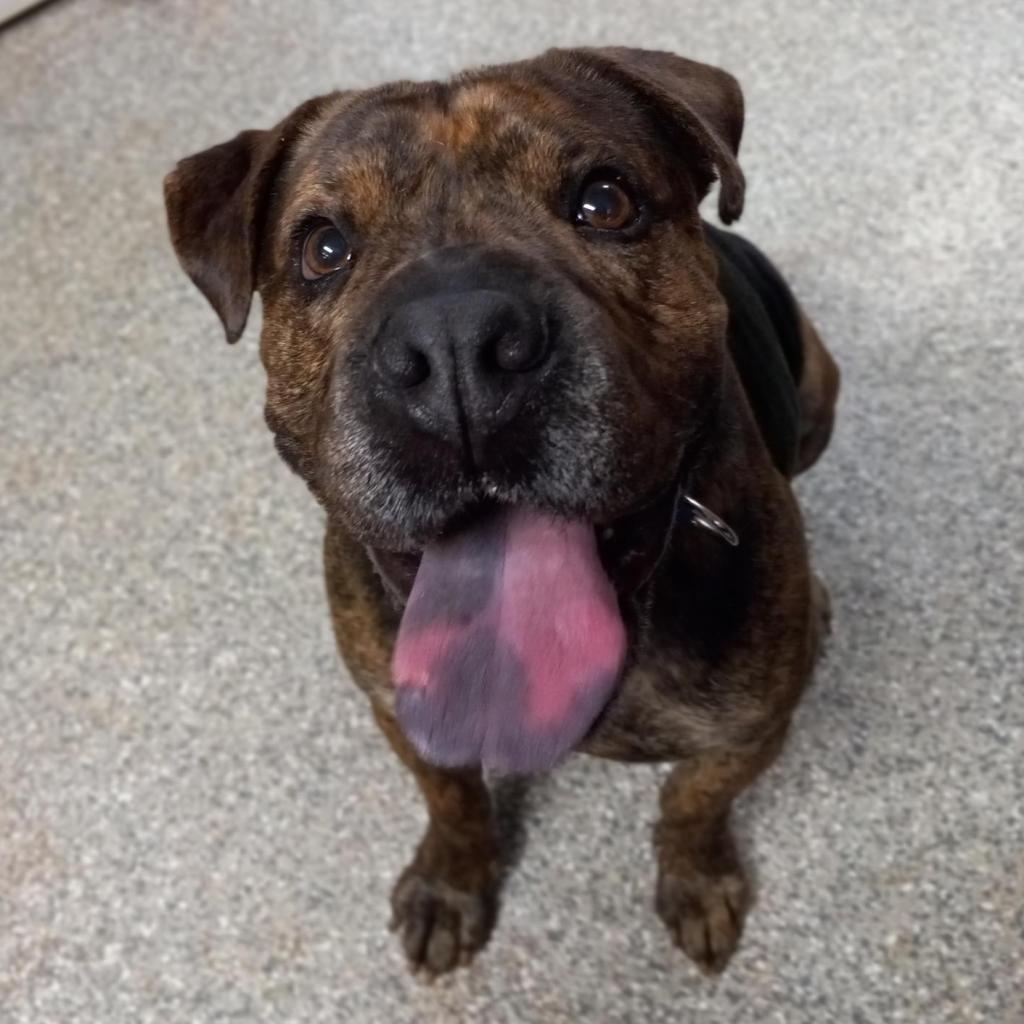 Adoptable Male Male