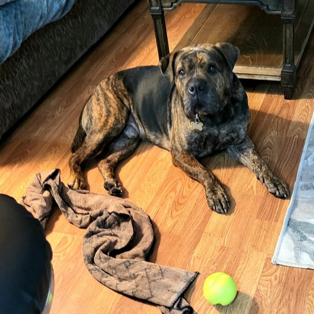 Adoptable Male Male